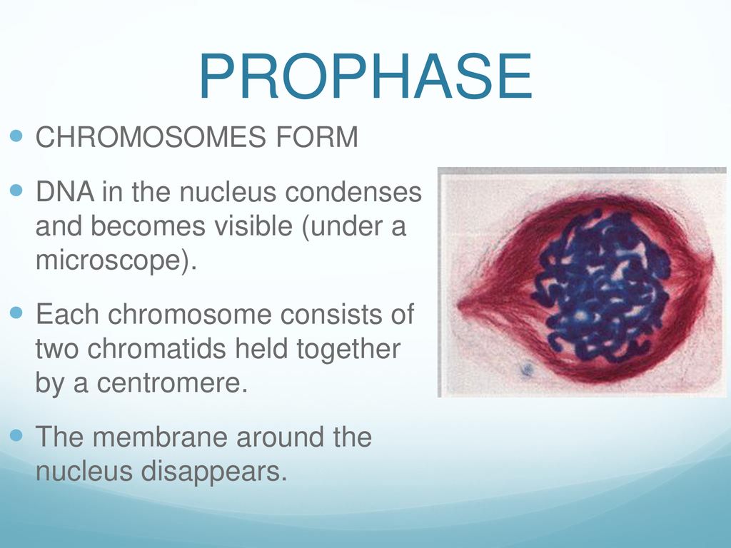 The Cell Cycle Chapter ppt download Biology Diagrams