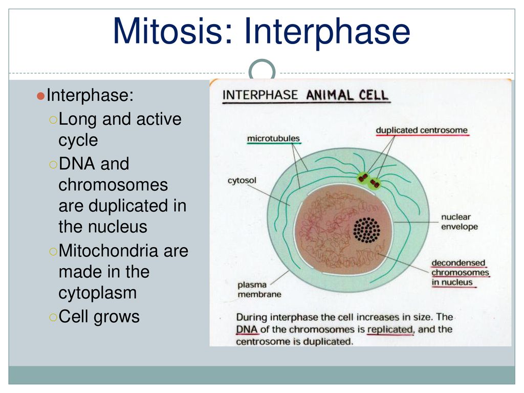 Cell Cycle and Cell Division Mitosis Biology Diagrams