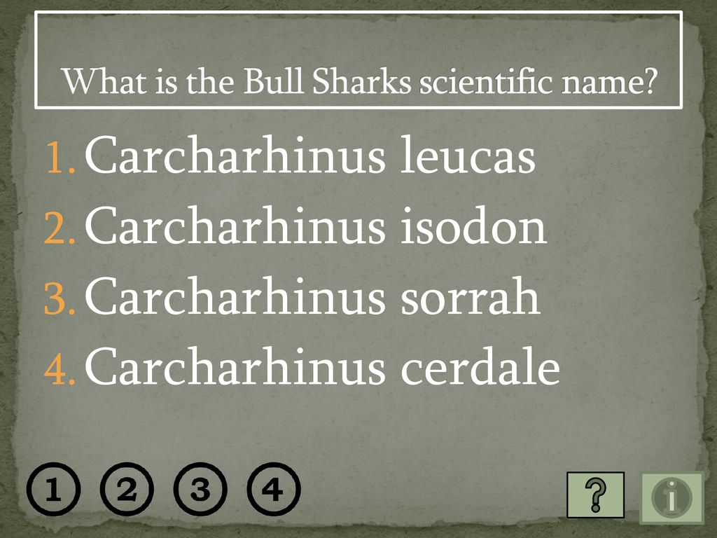 Bull Sharks Correctly answer each question to learn 10 Bull Shark facts