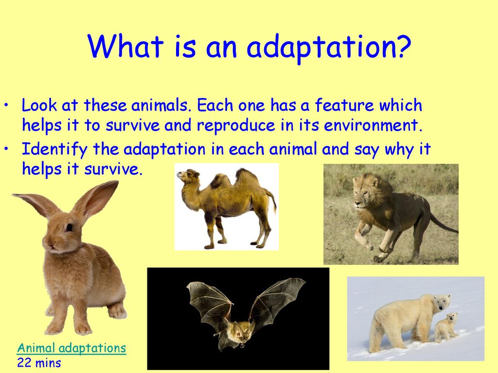 N4 Biology Unit 3 Life on Earth KA  Adaptations for survival - ppt  download