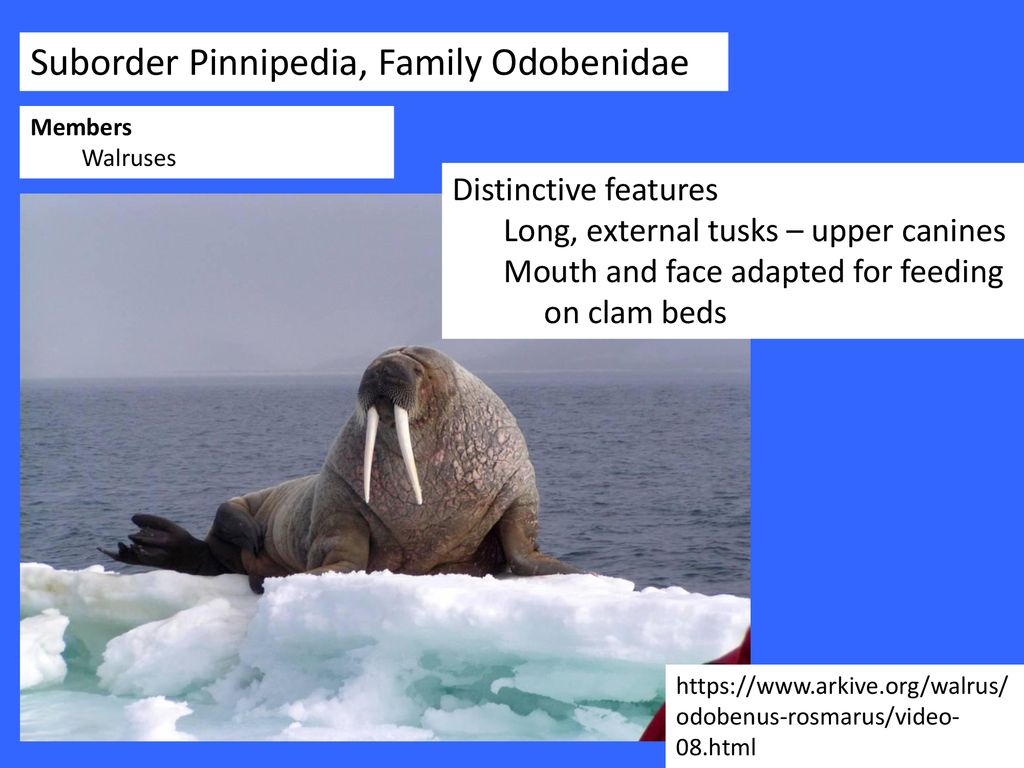 Suborder Pinnipedia, Family Odobenidae