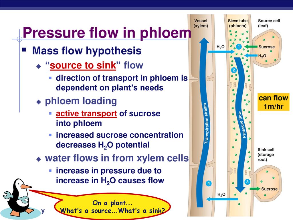 Transport in Plants ppt download