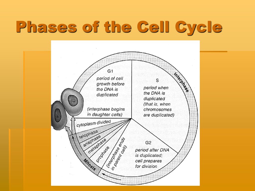 Cell Reproduction Binary Fission and The Cell Cycle. Biology Diagrams