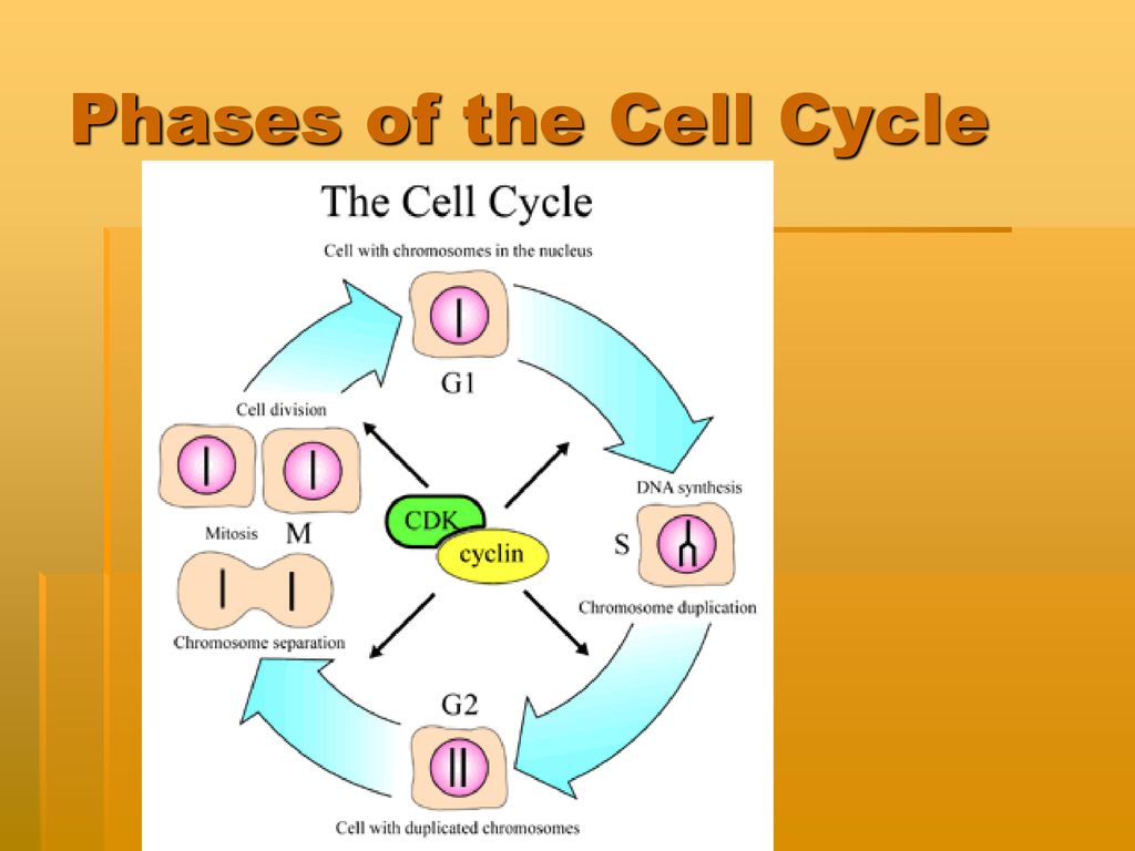 Cell Reproduction Binary Fission and The Cell Cycle. Biology Diagrams