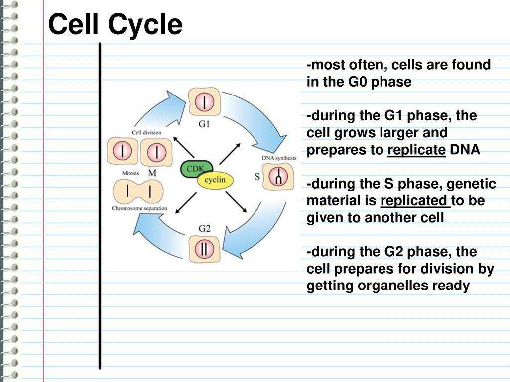 Interphase Stages With G0 Biology Diagrams