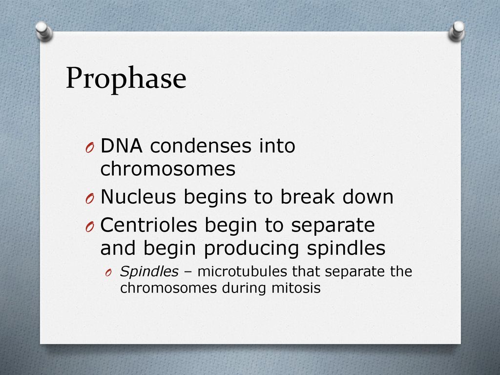 10.2 The Process of Cell Division Biology Diagrams