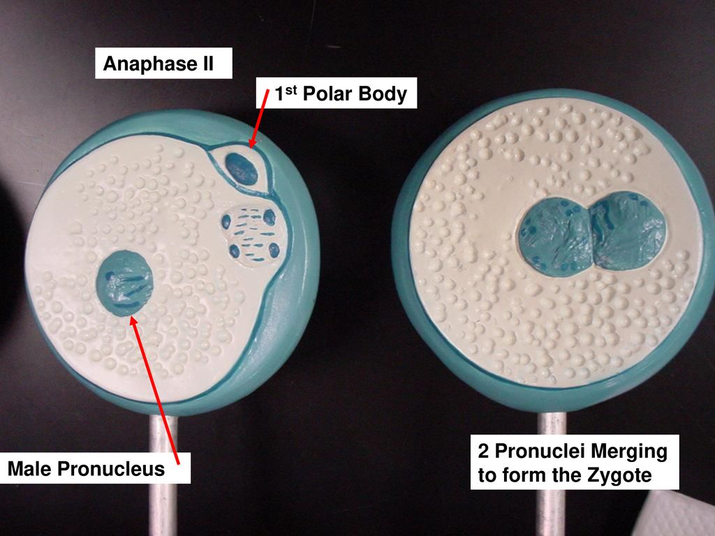 cell-reproduction-models-ppt-download