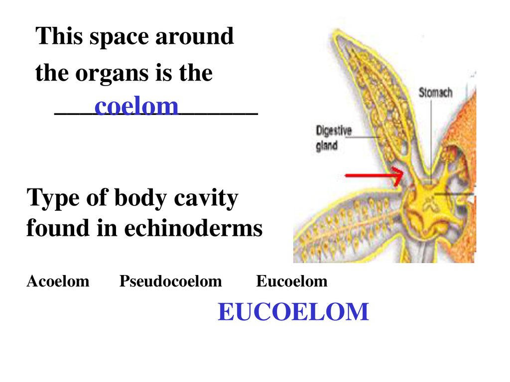 coelom This space around the organs is the ________________