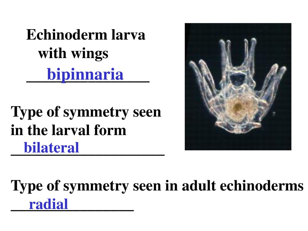 bipinnaria Echinoderm larva with wings ________________
