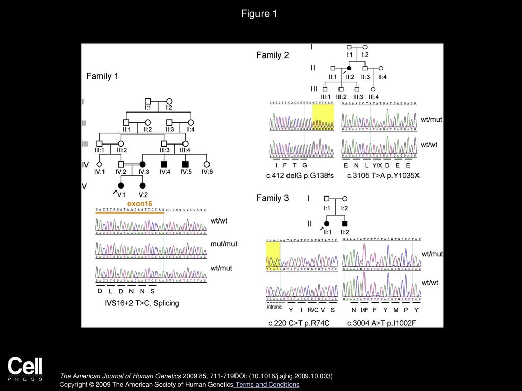 Recessive Mutations Of The Gene TRPM1 Abrogate ON Bipolar Cell Function ...