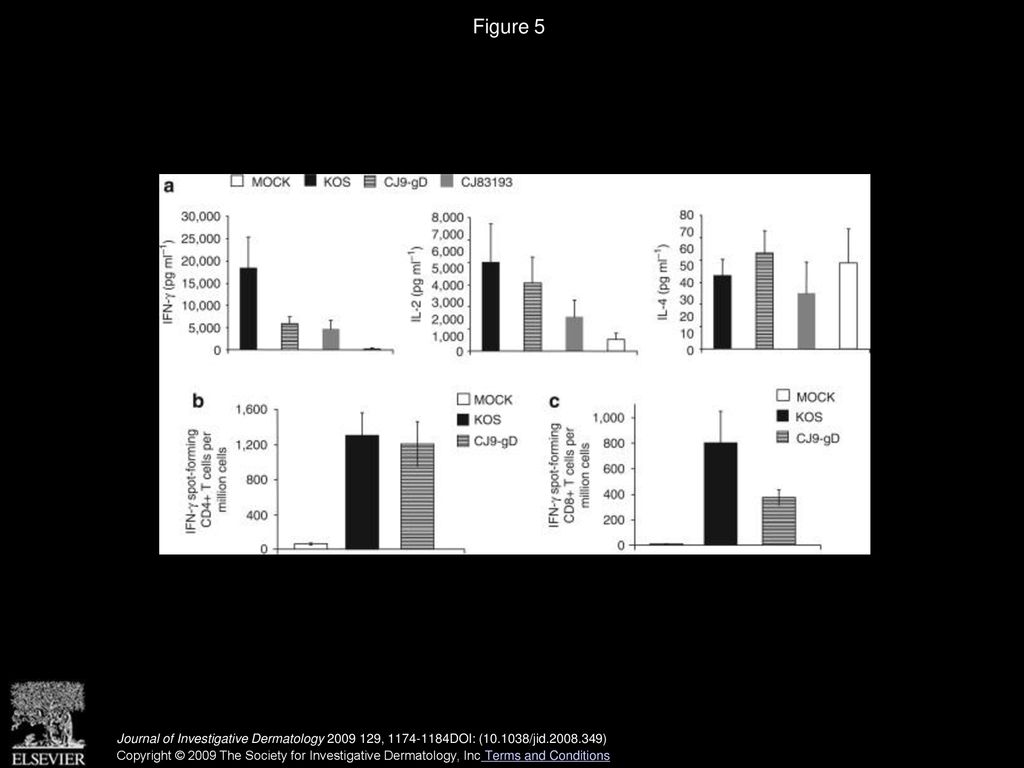 High-Level Expression of Glycoprotein D by a Dominant-Negative HSV-1 ...