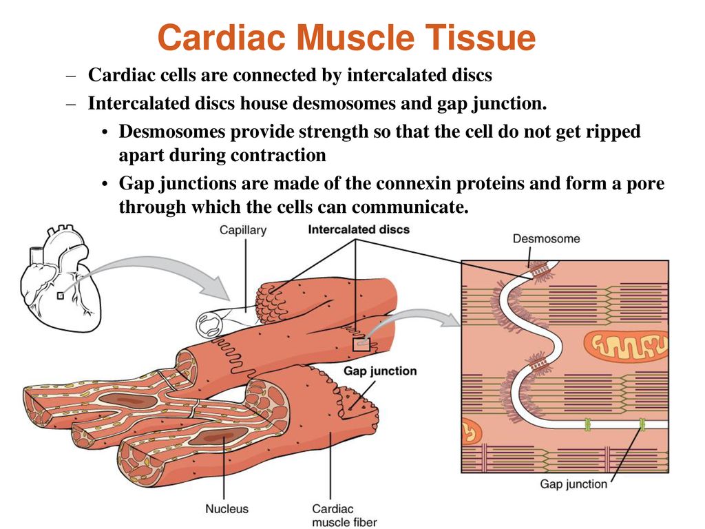 CVS histology Dr. Nabil Khouri - ppt download