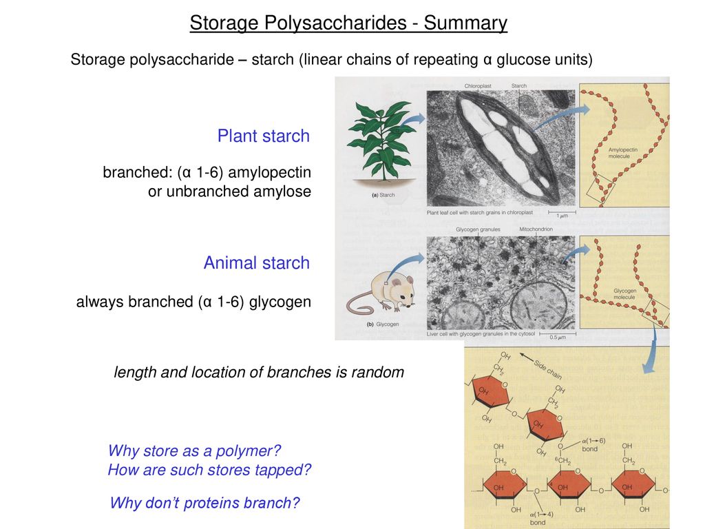 1. Storage: plant/animal starch - ppt download