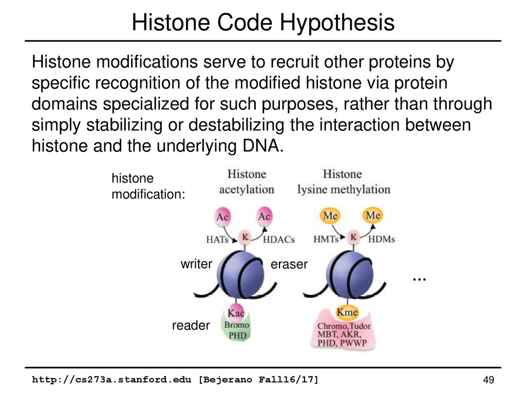 cs273a-lecture-9-gene-regulation-ii-ppt-download