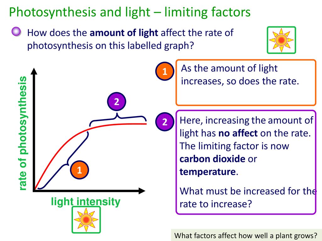 Limit light. The limiting Factors of Photosynthesis. Limiting Factor. Does Light intensity affect rate of Photosynthesis. Limit of factorial.