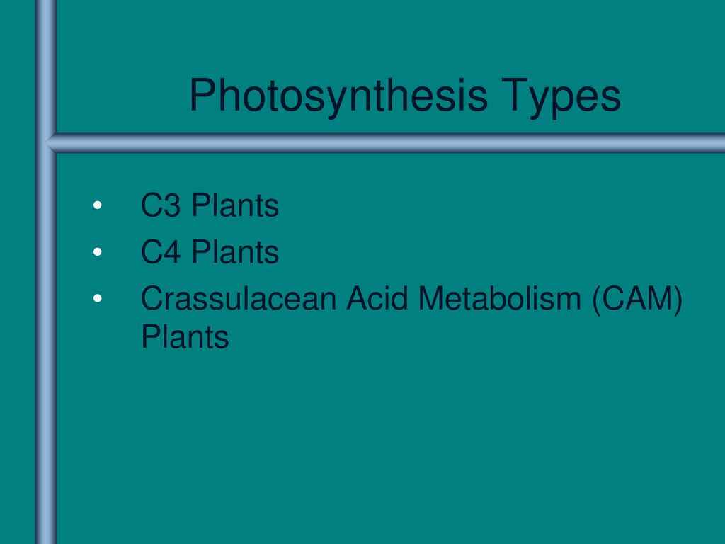 Photosynthesis Types C3 Plants C4 Plants