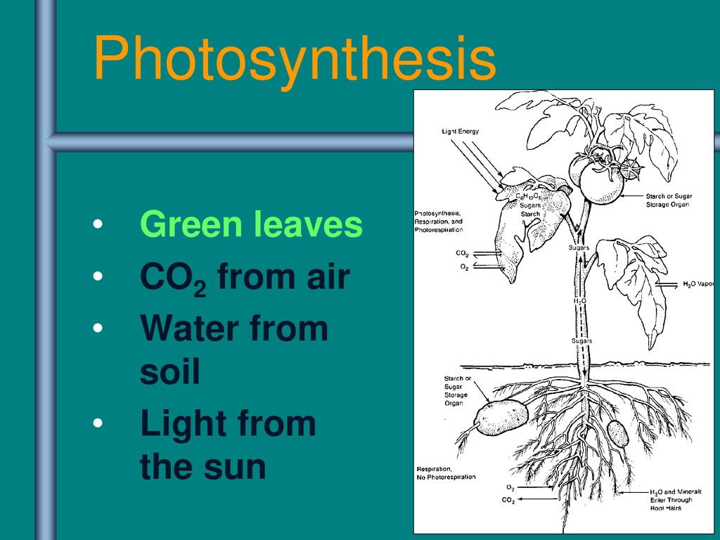 Photosynthesis Green leaves CO2 from air Water from soil