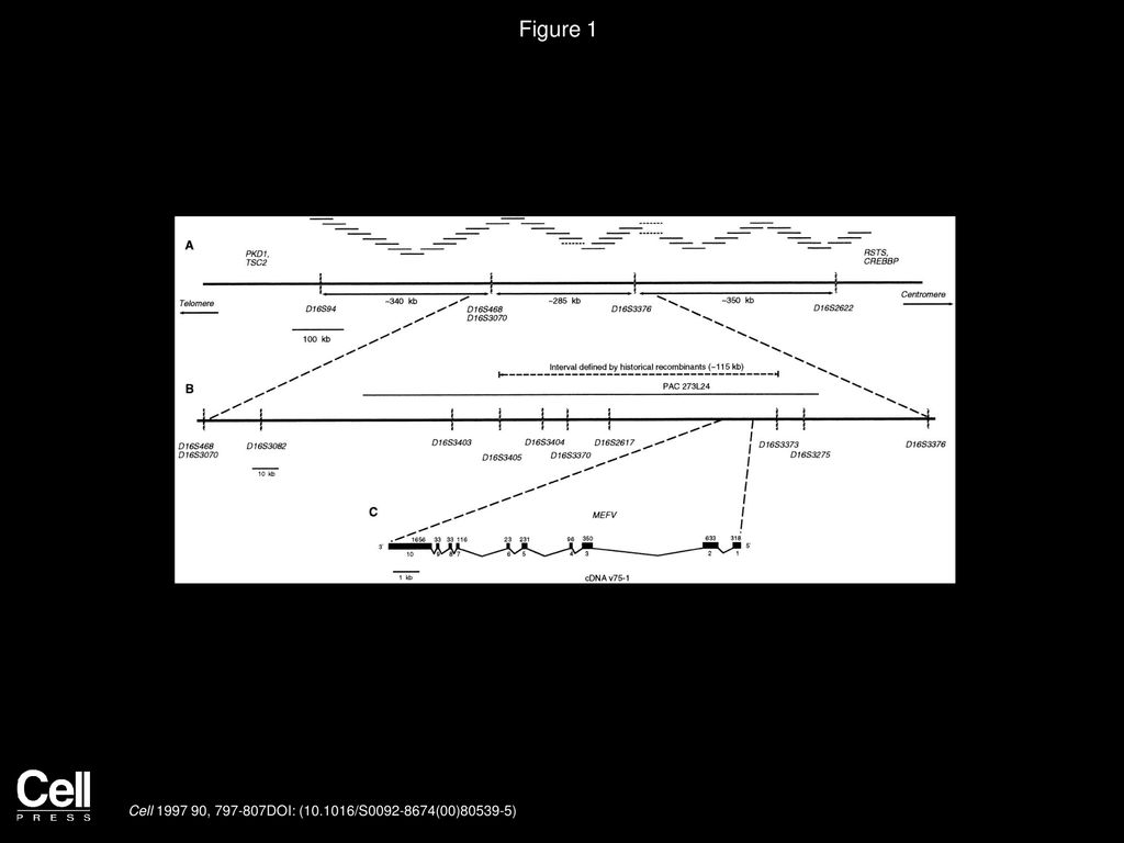 A Domain Structure Of The Mefv Gene The Mefv Gene Is Composed Of 10