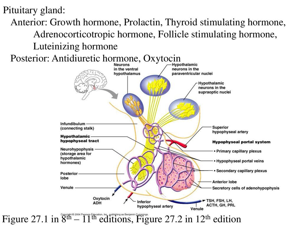 organs and tissues that produce hormones Biology Diagrams