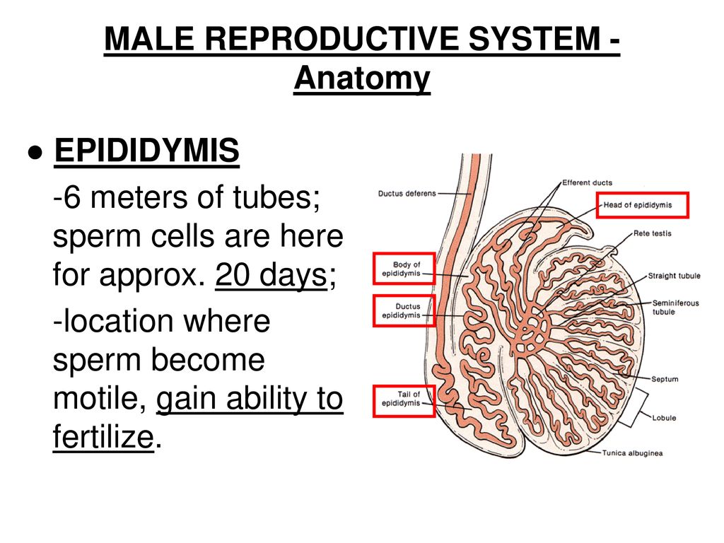 NOTES: CH 46 – Animal Reproduction (part 1) - ppt download