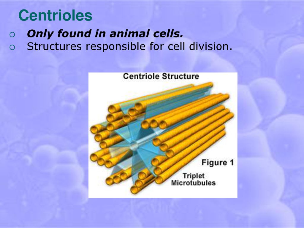 Biology Lesson # 2 Animal & Plant Cells. - ppt download