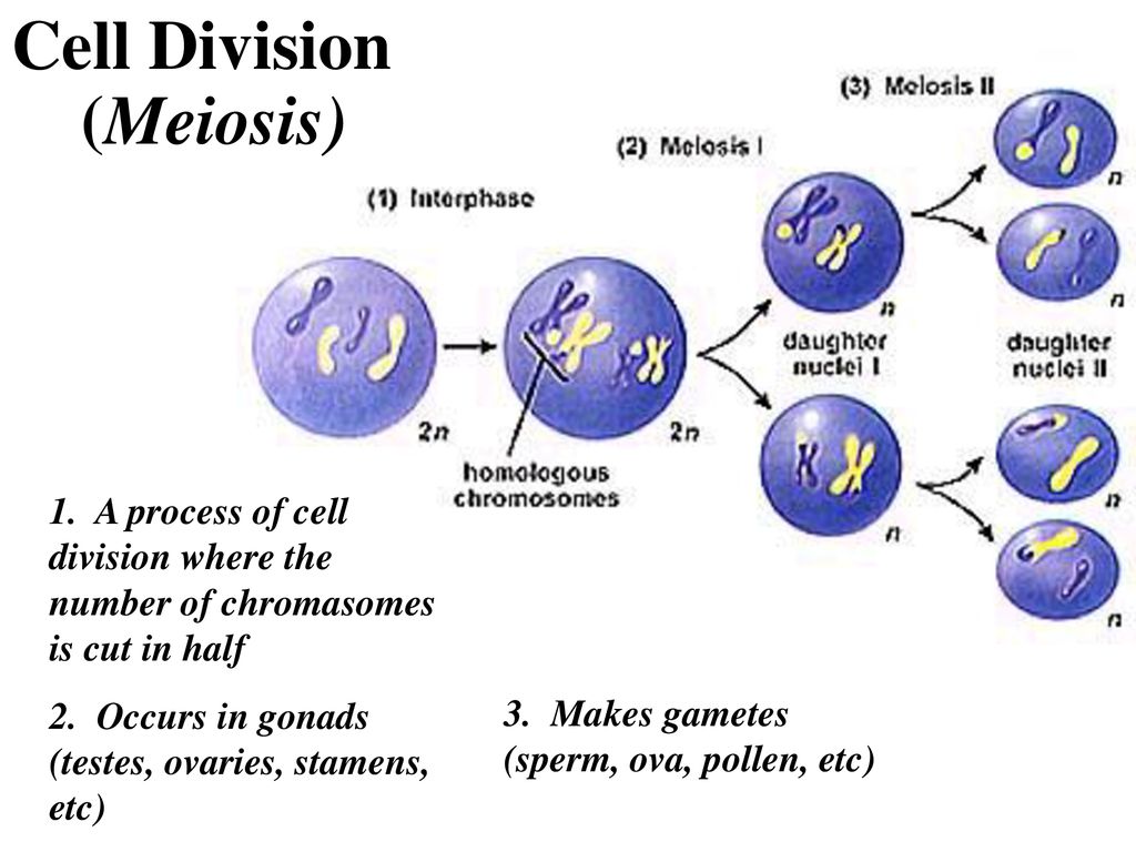 Genetics The study of heredity, how traits are passed from parent to ... Biology Diagrams