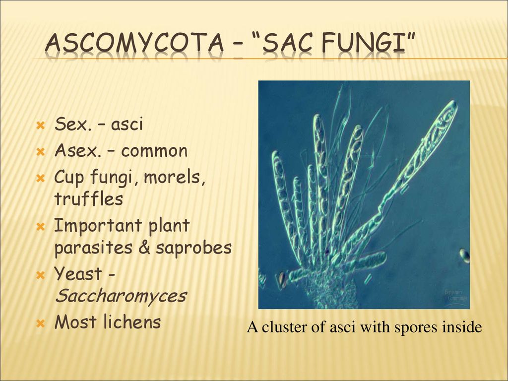 Kingdom Fungi Ppt Download