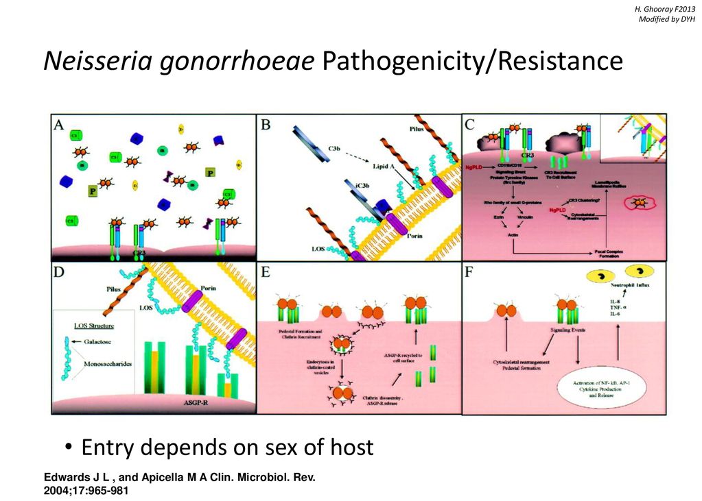 Neisseria gonorrhoeae Pathogenicity/Resistance