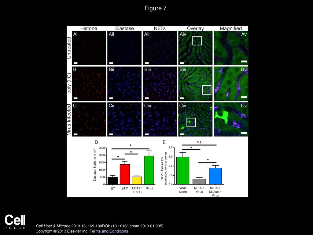 Figure 7 Poly(I:C) Induces the Release of Neutrophil Extracellular Traps, and These Structures Protect Host Cells from Viral Infection.