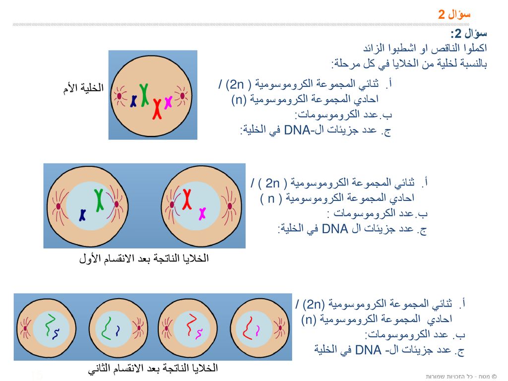 دورة الخلية وعمليات انقسام Ppt Download