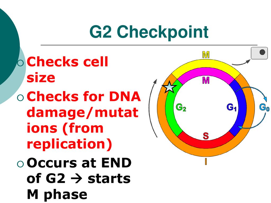 PART 3 Honors Genetics Ms. Day Biology Diagrams