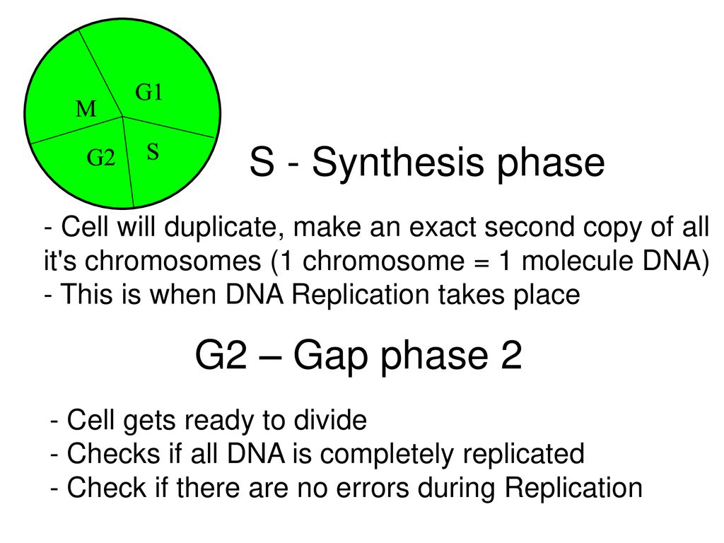 The Cell Division Cycle Biology Diagrams