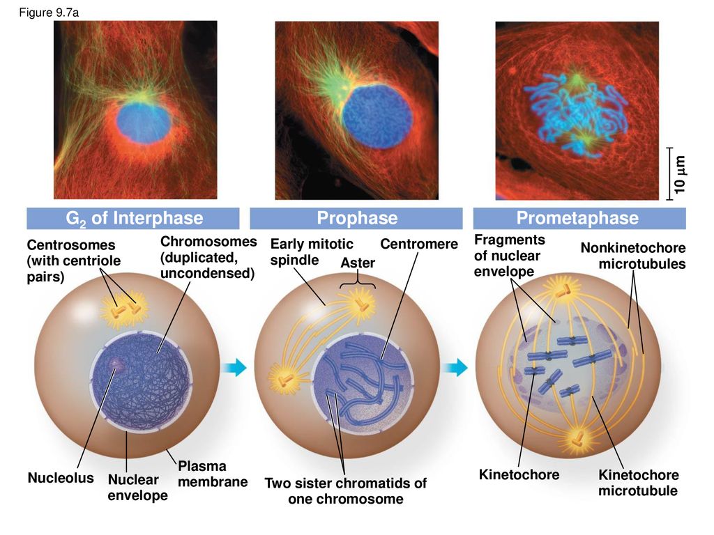 The Cell Division Cycle - ppt download