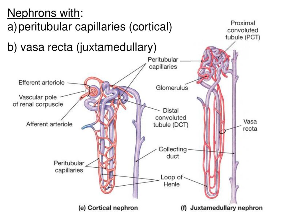 The Renal System 2 Kidneys 2 Ureters - transports urine - ppt download