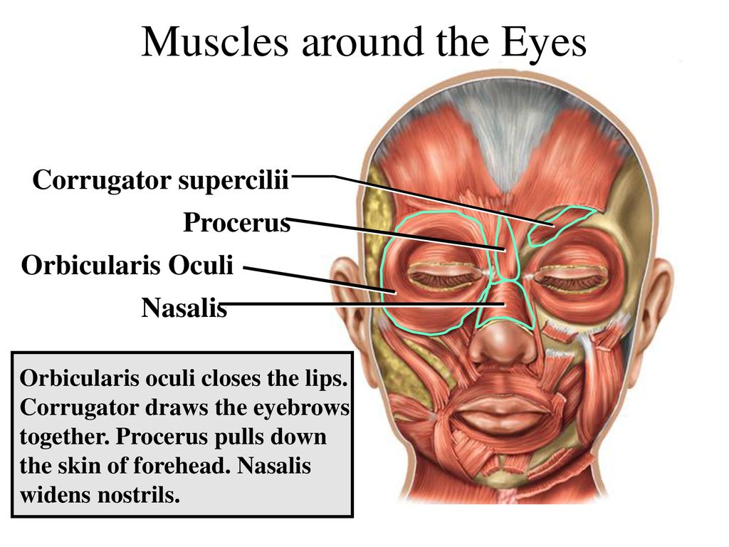 Корругаторы мышцы лица фото