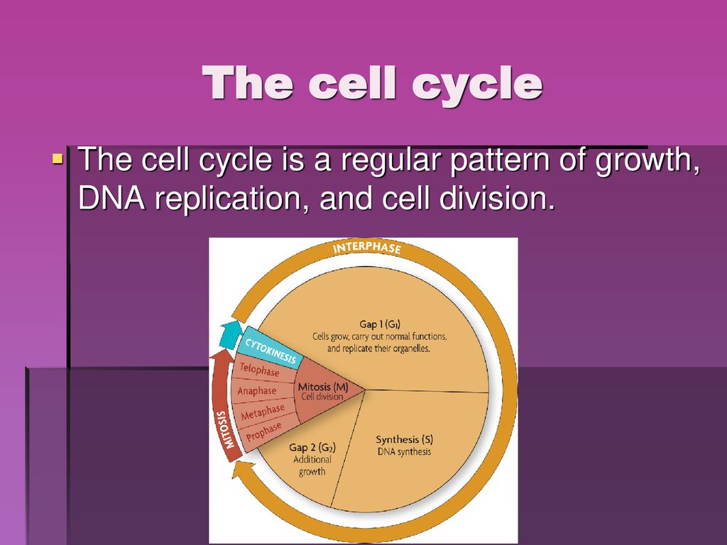 Genetics Aa XX XY DNA GCAT. Biology Diagrams