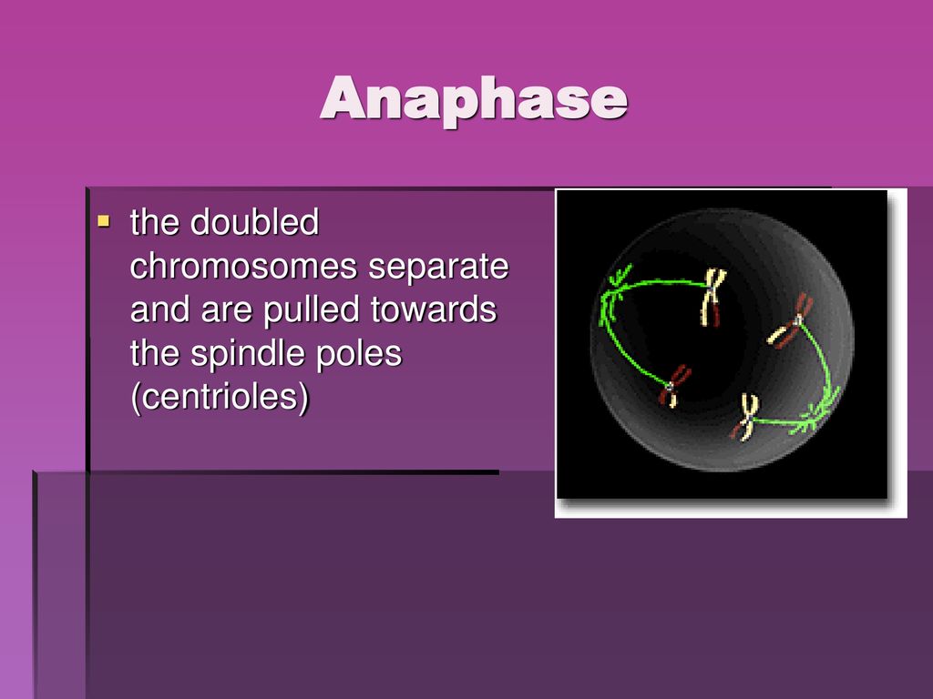 Genetics Aa XX XY DNA GCAT. Biology Diagrams
