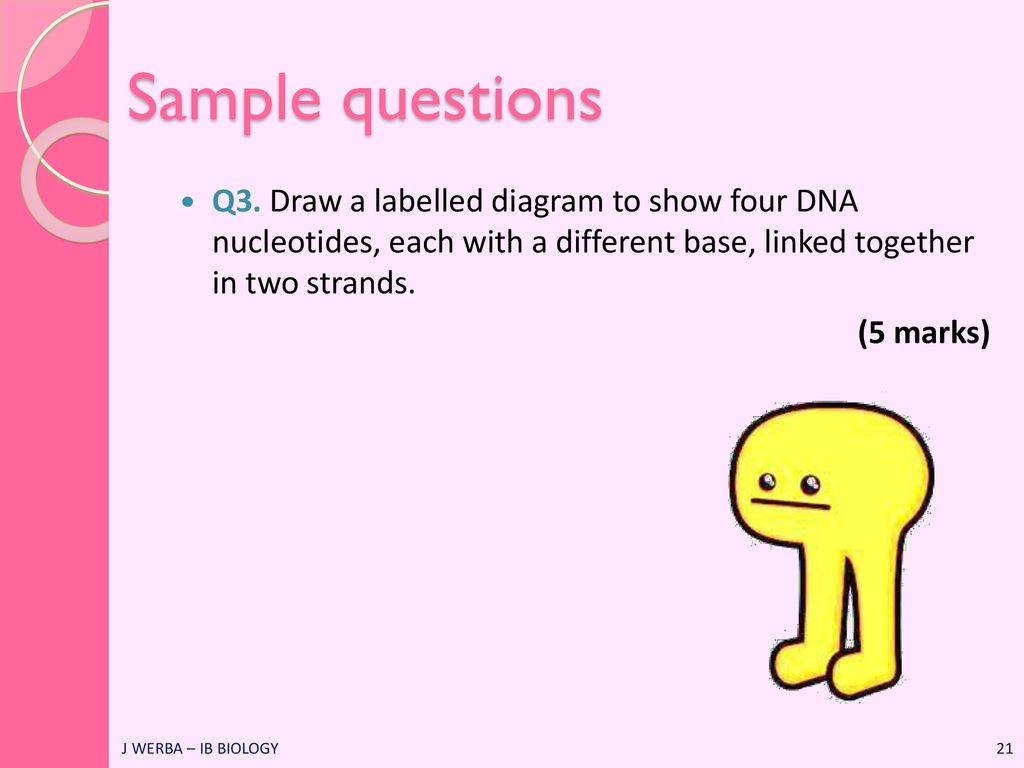 Sample questions Q3. Draw a labelled diagram to show four DNA nucleotides, each with a different base, linked together in two strands.