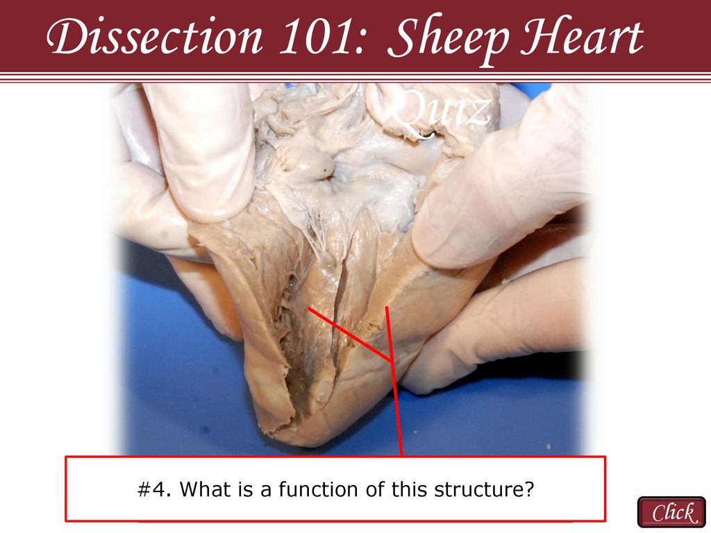 Dissection 101 Sheep Heart Quiz Click Ppt Download