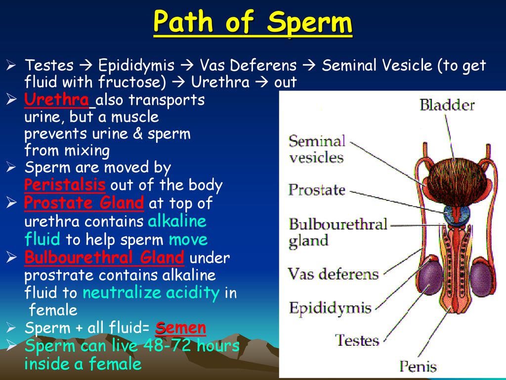 Reproductive system headings vocabulary important info ppt download