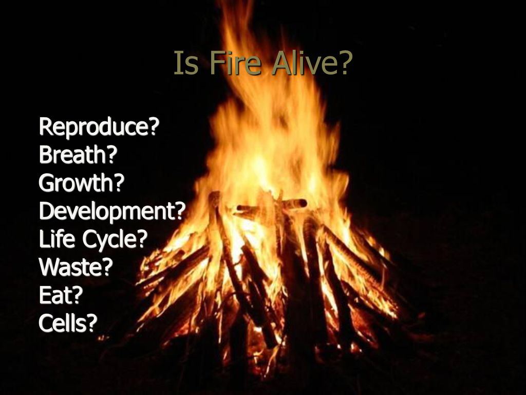 Is Fire Alive? Reproduce? Breath? Growth? Development? Life Cycle? ppt download