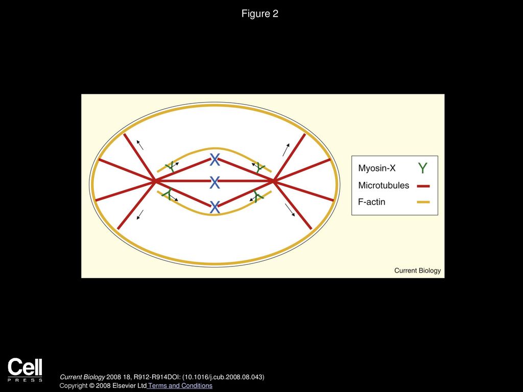 Figure 2 Model by Woolner et al. [9] for myosin-X s involvement in spindle-length regulation.