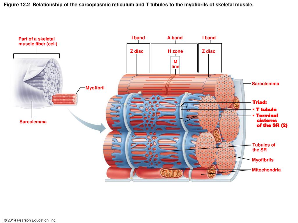 Figure 12.1 Microscopic anatomy of skeletal muscle. - ppt ...