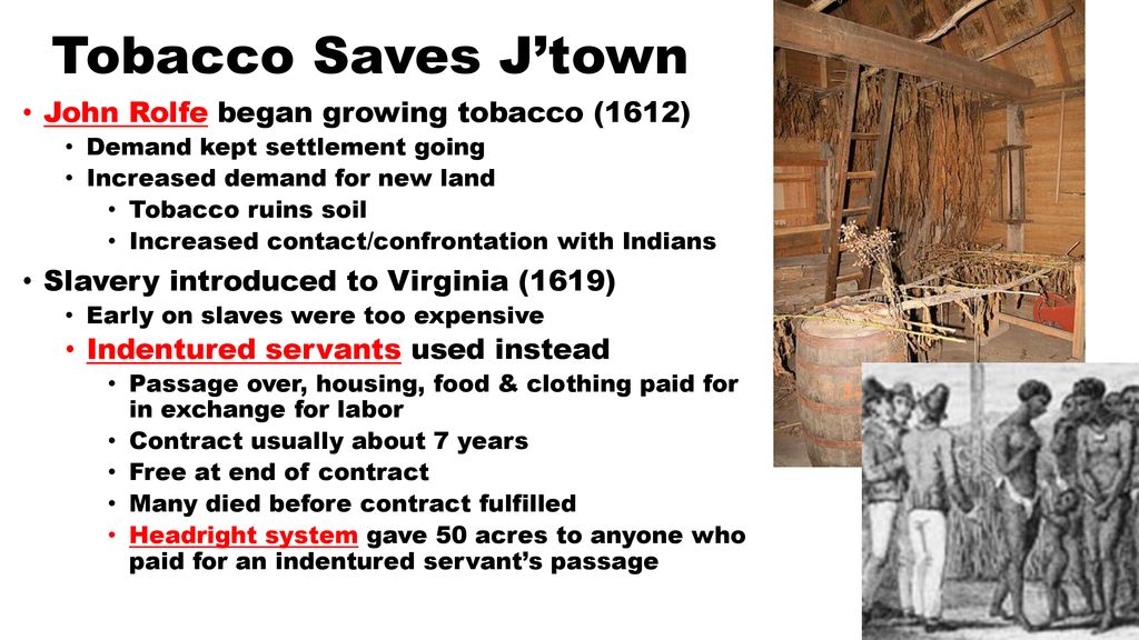 Tobacco Saves J’town John Rolfe began growing tobacco (1612)