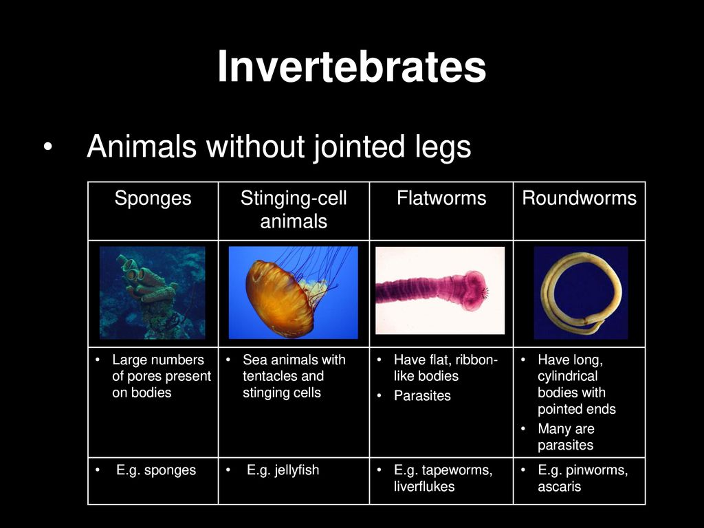 Diversity of Plant and Animal Life - ppt download