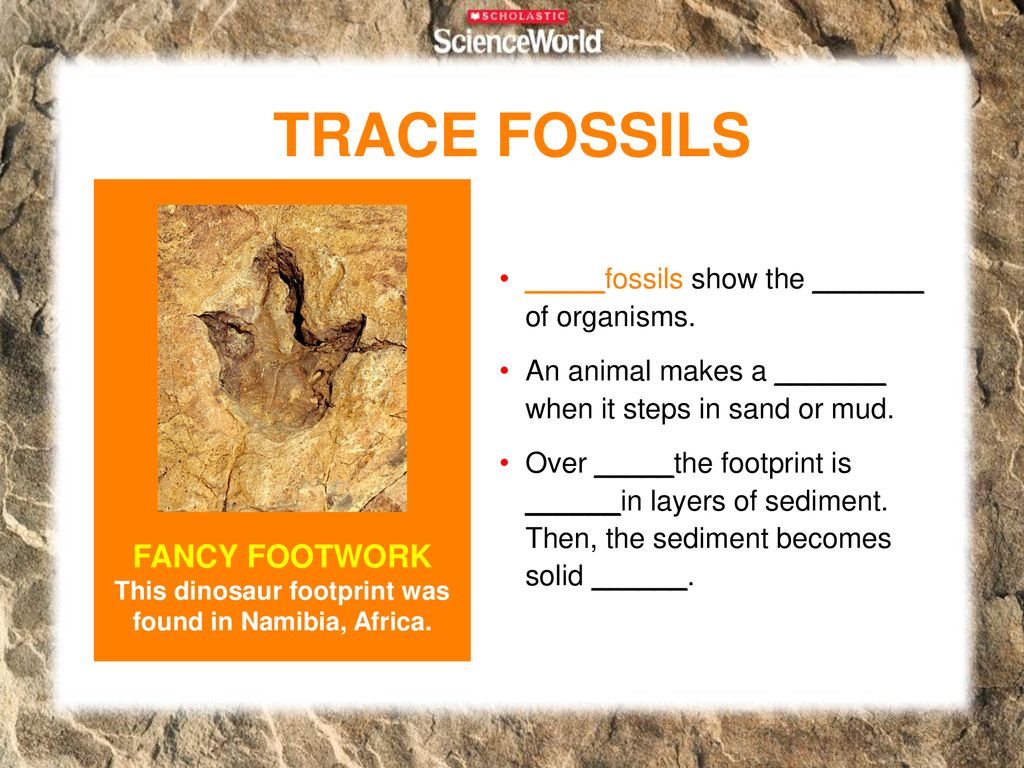 preserved animal tracks are called ______ fossils