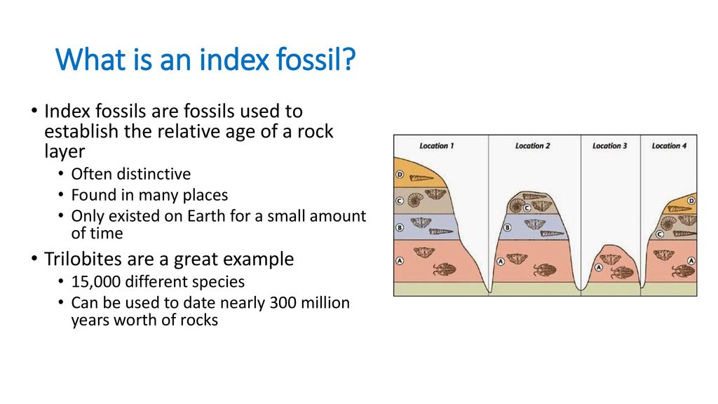 What is an index fossil Index fossils are fossils used to establish the relative age of a rock layer.