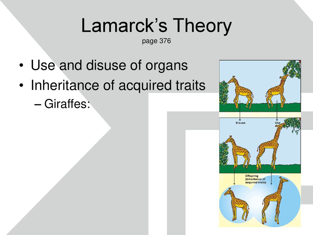 Theories to explain evolution ppt download