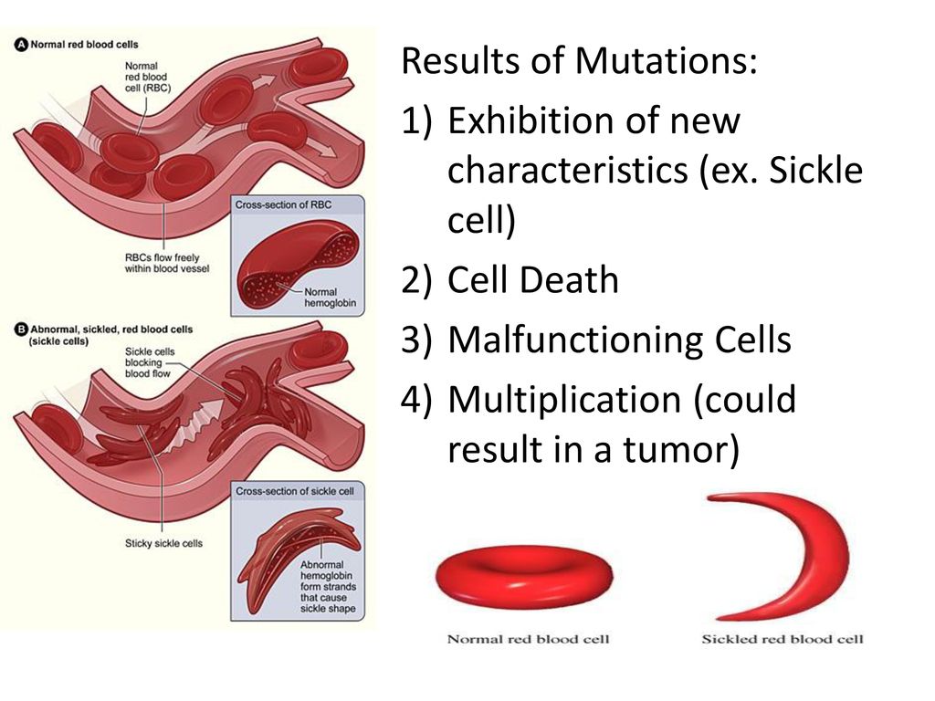 Mechanisms of Population Change Biology Diagrams