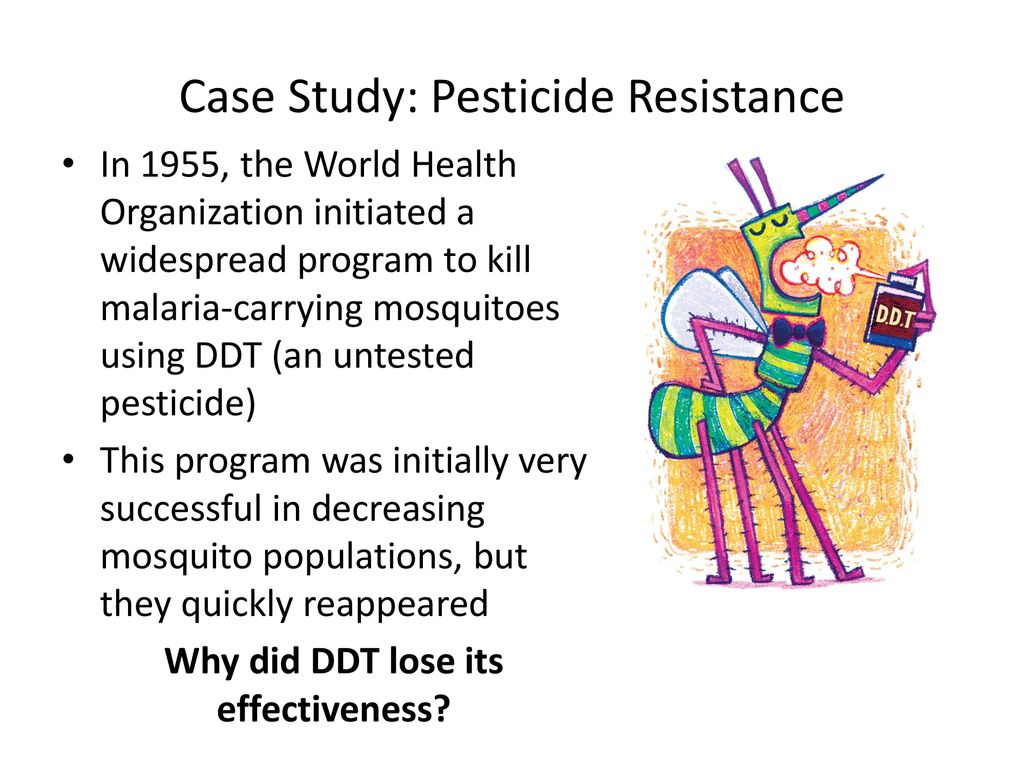 case study ddt resistance in insects quizlet